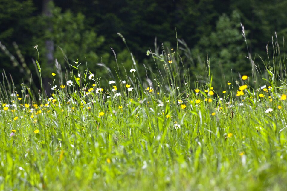 Flowers green grass