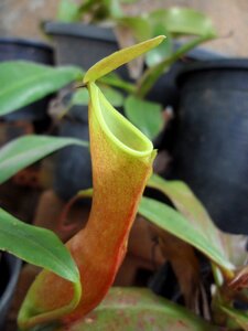 Nature tropical pitcher photo