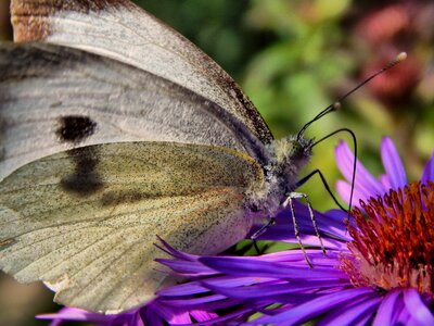 Cabbage white wings flower photo