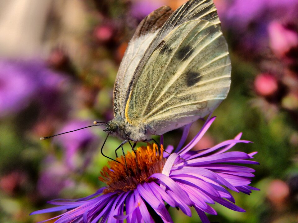 Cabbage white wings flower
