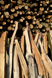 Growing stock timber timber industry photo