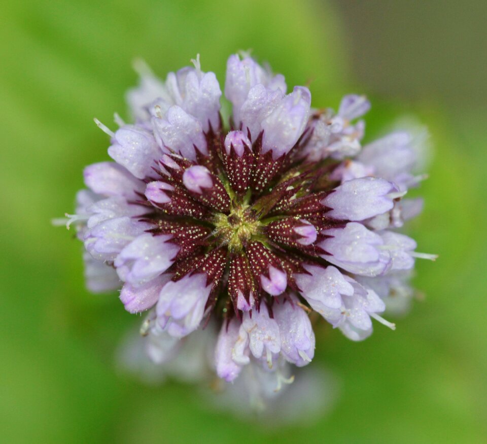 Purple spices nature photo