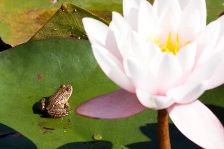 Lake rose aquatic plants meteor photo