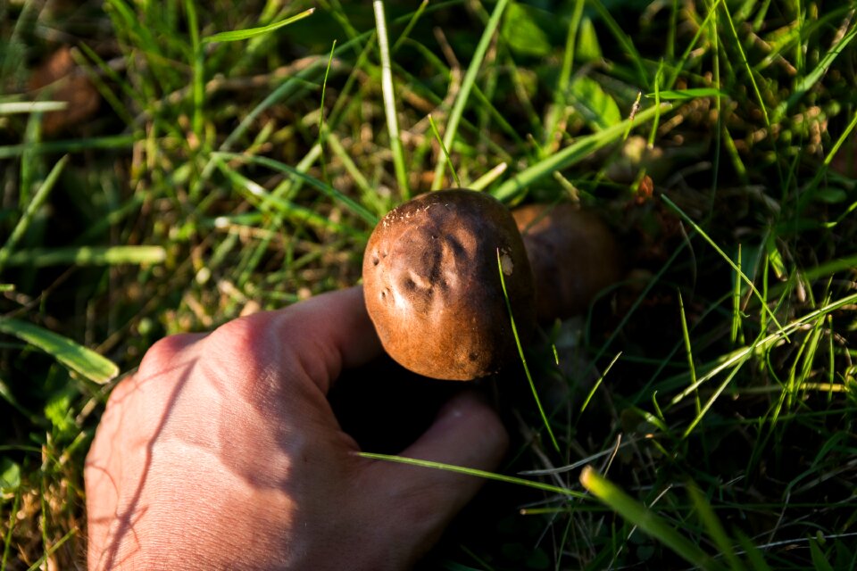 Collect autumn poisoning