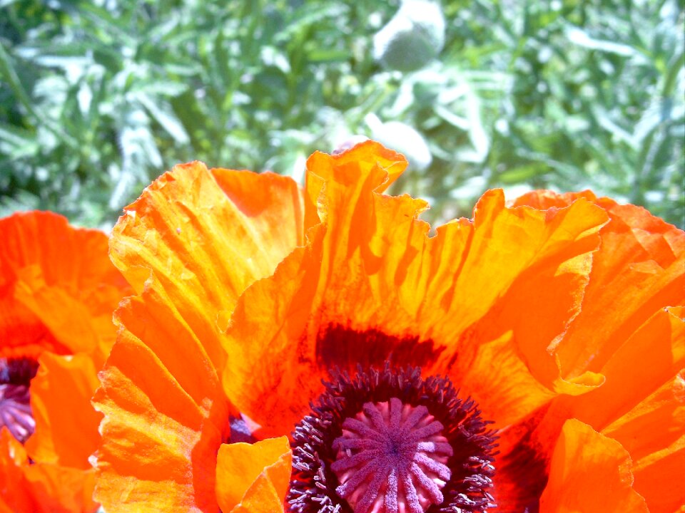 Blossom bloom orange