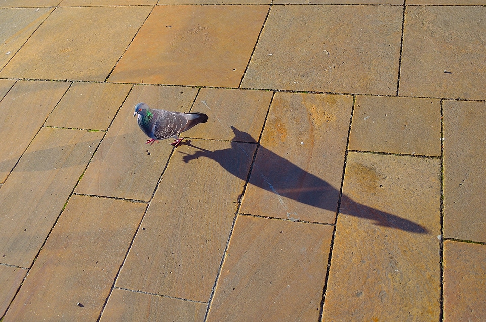 Animal walking background