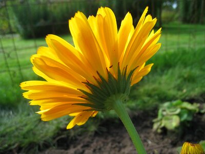 Yellow green grass