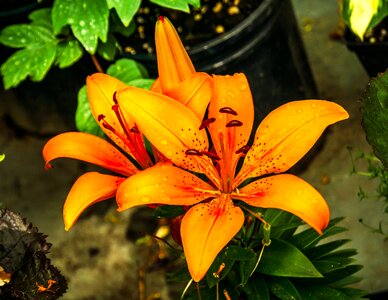 Colorful summer radiant