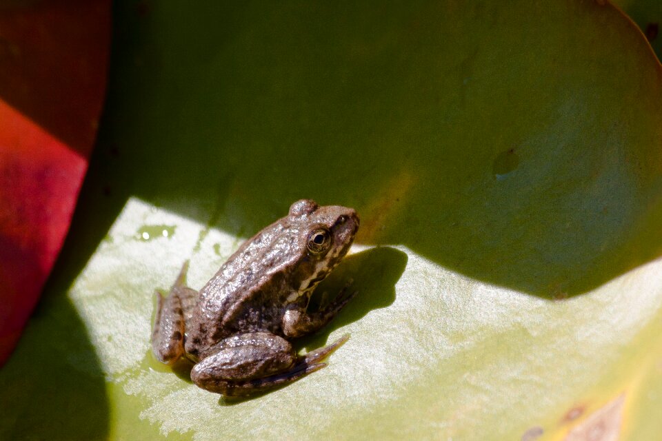 Water close up amphibians