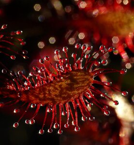 Carnivore plant red