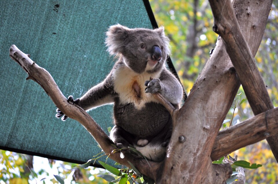 Zoo australian eucalyptus