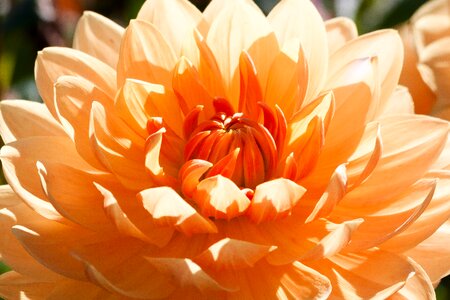 Plant composites orange