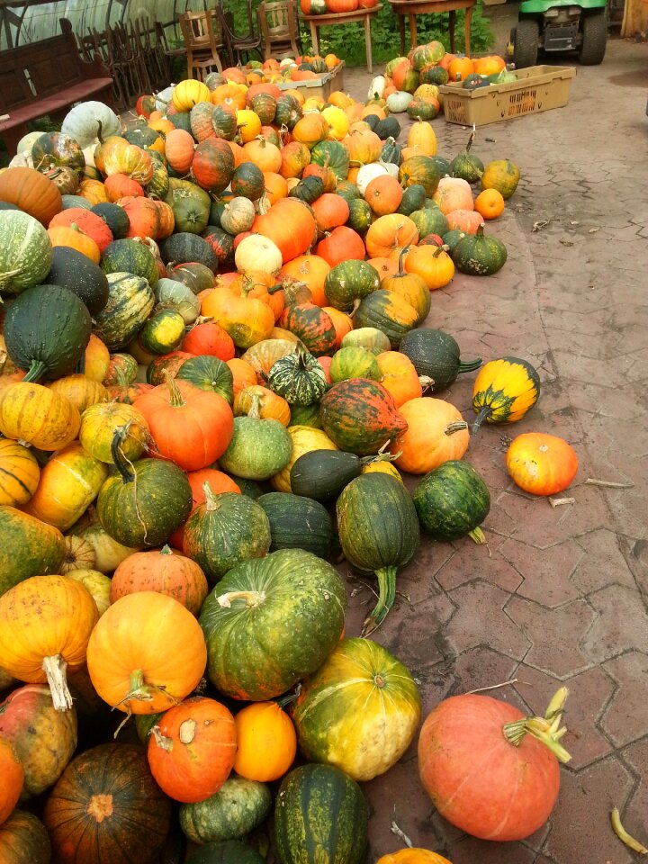 Harvest thanksgiving vegetables