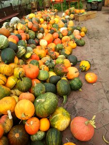 Harvest thanksgiving vegetables