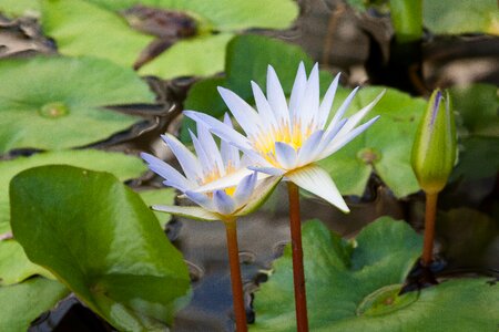 Aquatic plants petals light blue photo