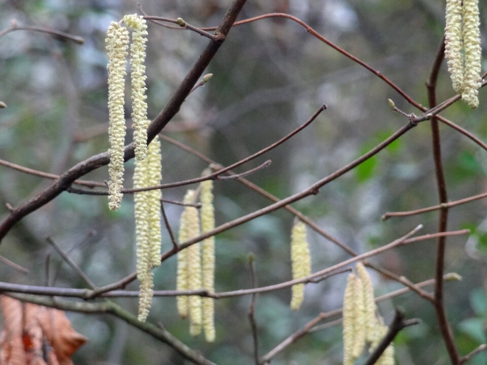 Hazel kittens spring