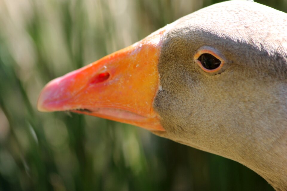 Animals nature bird