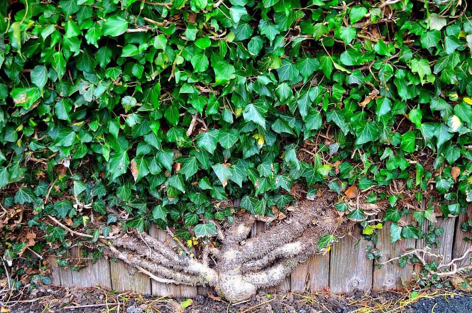Nature green plant