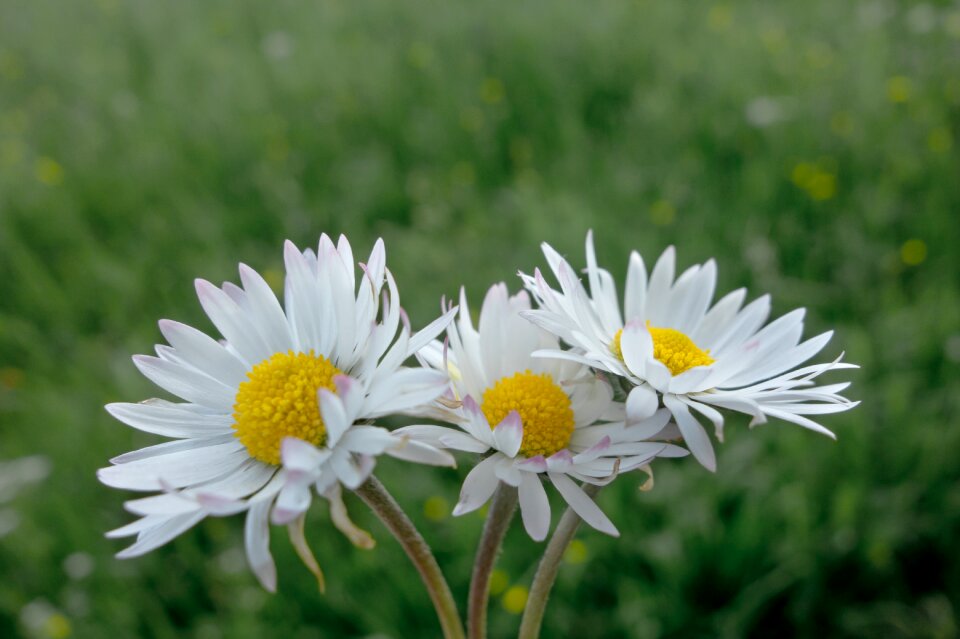 Spring daisies flower meadow