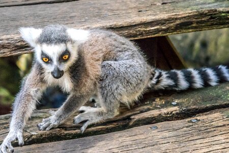 Cute wildlife tail