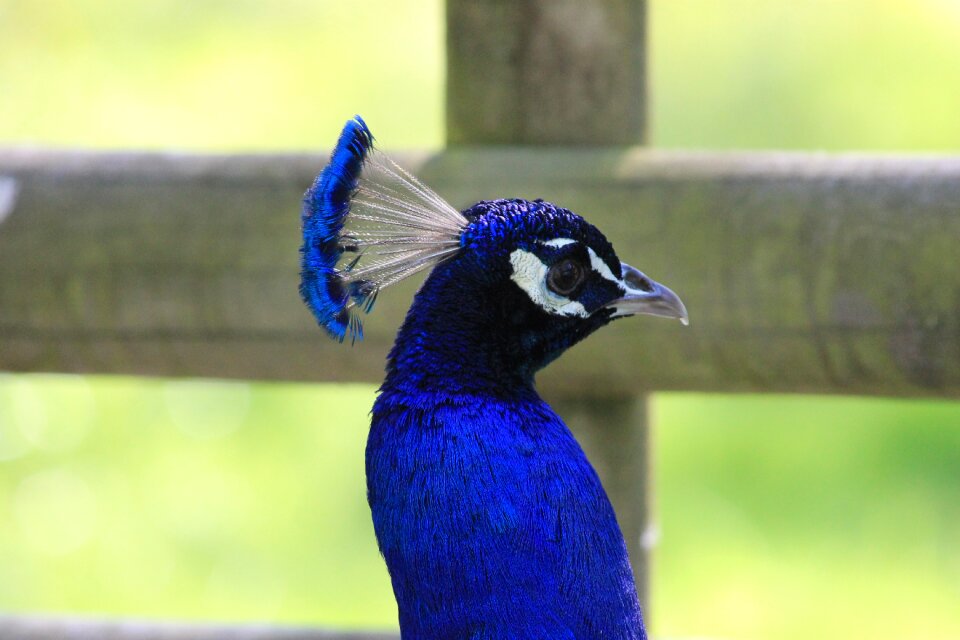Nature feathers pen