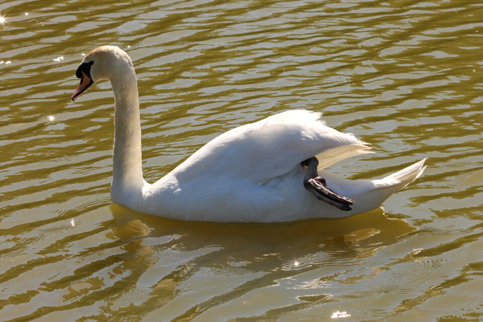 Animals bird pond