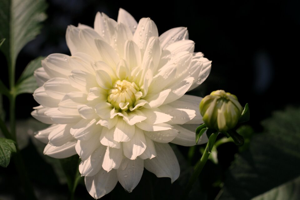 Bloom flower dahlia garden