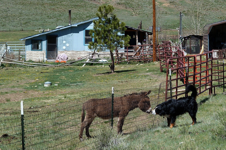 Landscape nature animal