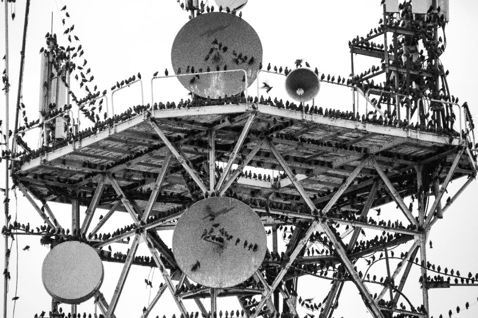 Birds the antenna pigeons