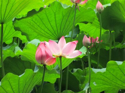 Plant aquatic plants pink