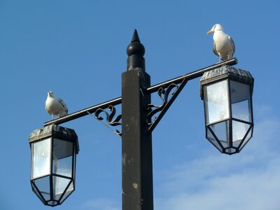Wildlife lamp blue lamp
