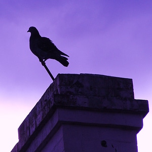 Background silhouette avian