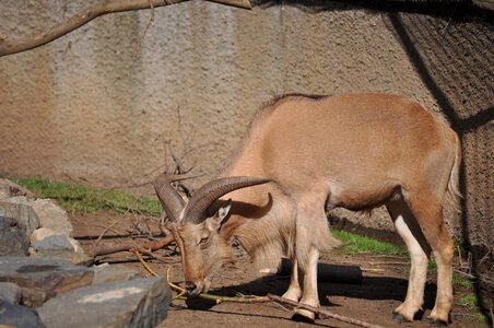Sheep goat zoo