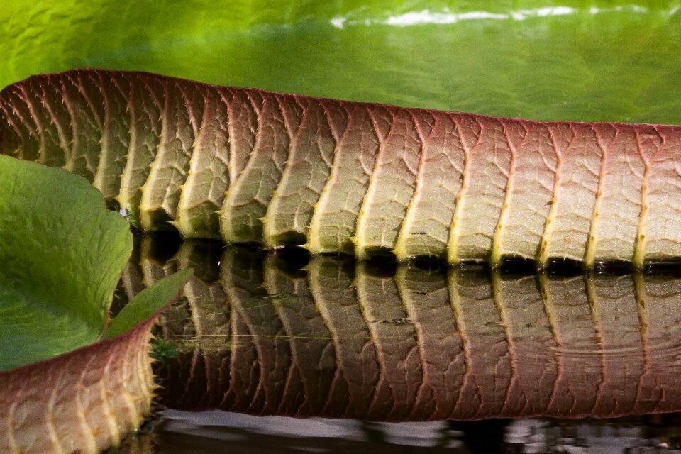 Santa-cruz - giant water lily lake rosengewächs nymphaeaceae