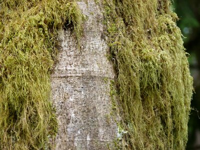 Bark coarse
