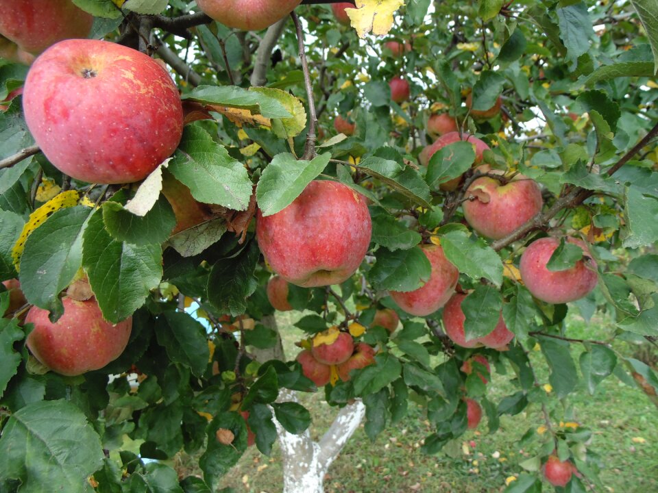 Healthy garden apple tree