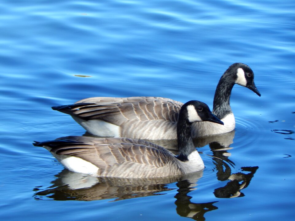 Waterfowl goose water photo