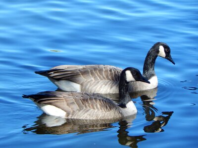 Waterfowl goose water