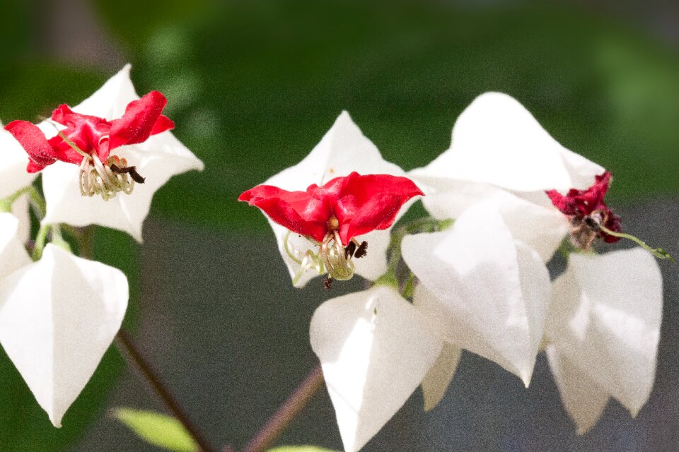 Petal red inflated