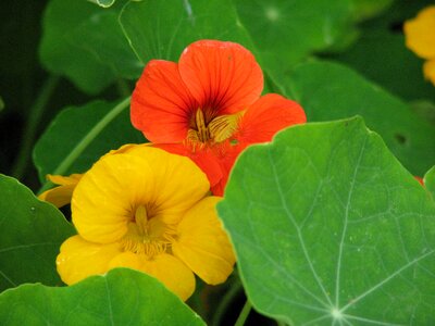 Bloom flower calyx photo