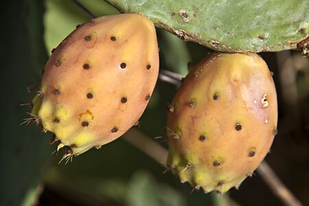 Close up plant fruit