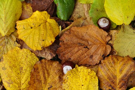 Autumn chestnut forest floor photo