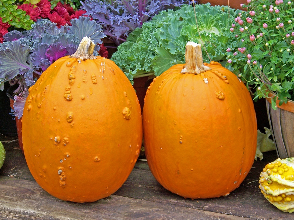 Flowers halloween still