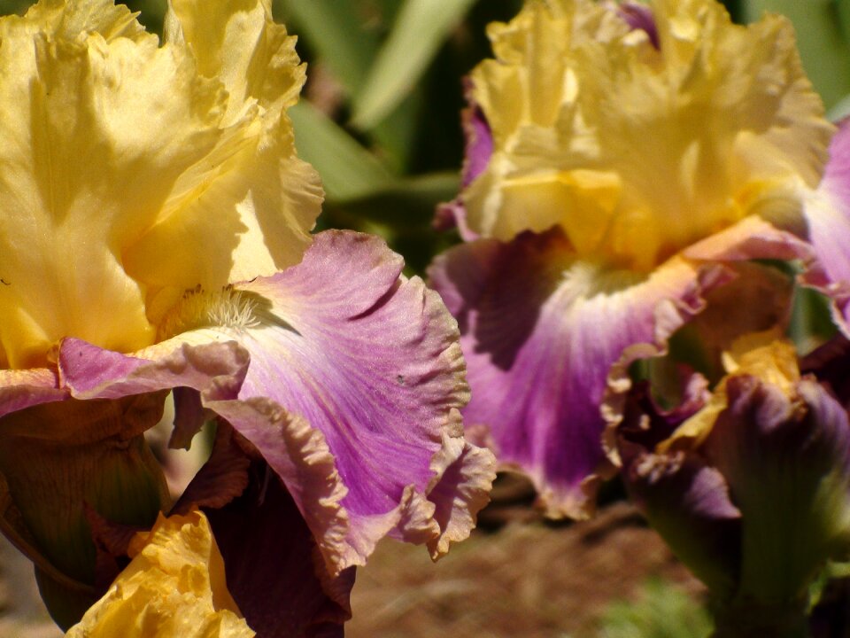 Floral plant nature