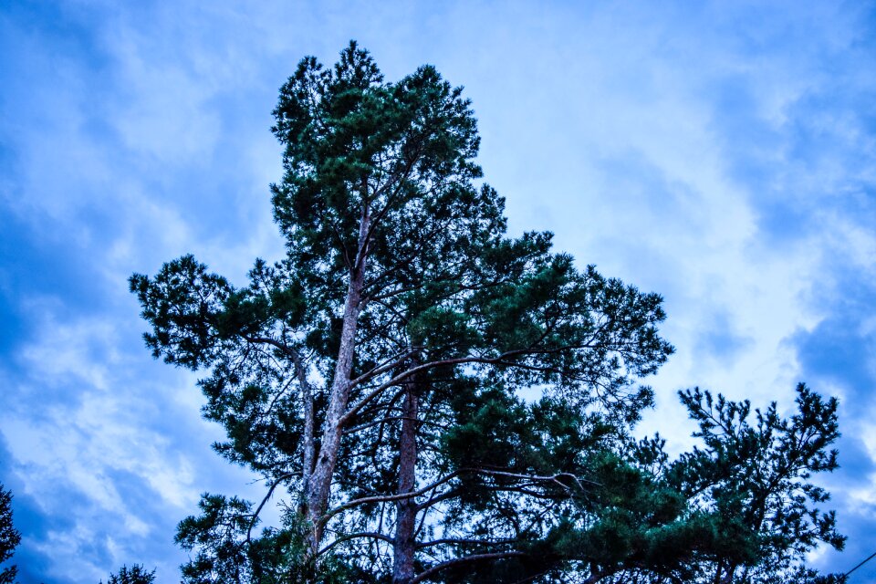 Tree branch tribe