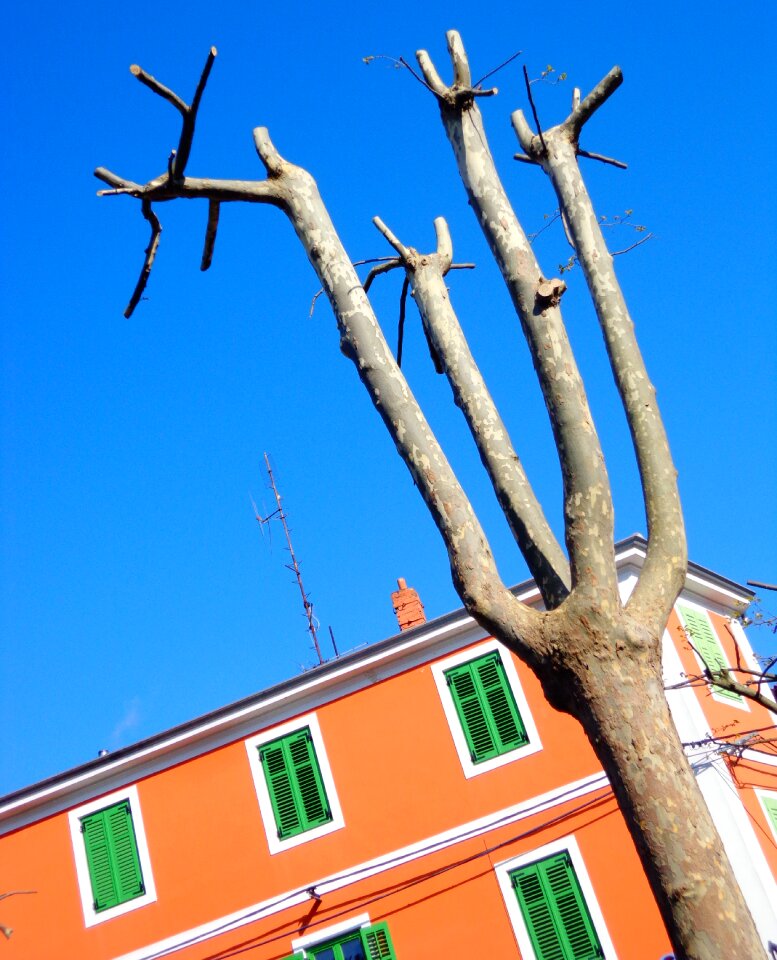 Branches trunk house