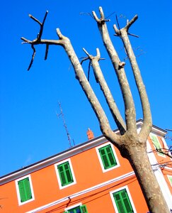 Branches trunk house