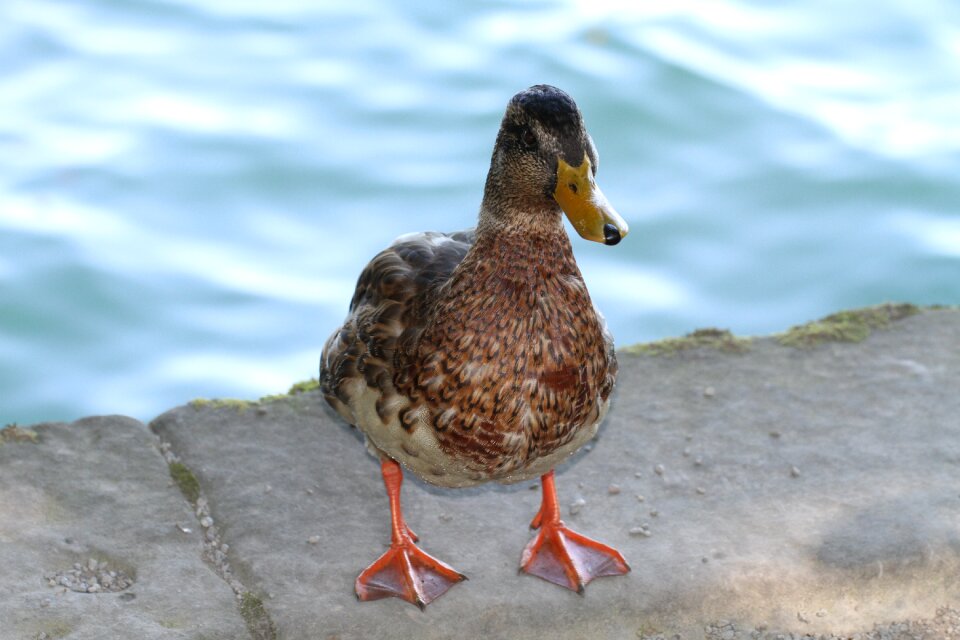 Bird water bird swim