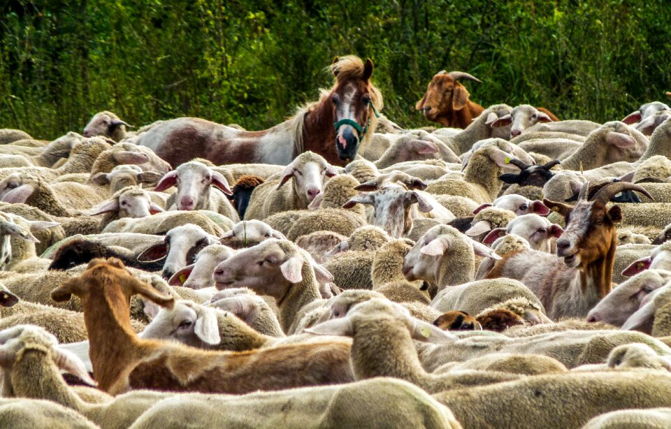 Nature pasture agriculture