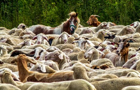 Nature pasture agriculture